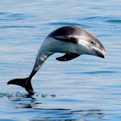 delfin- und walbeobachtungstour
