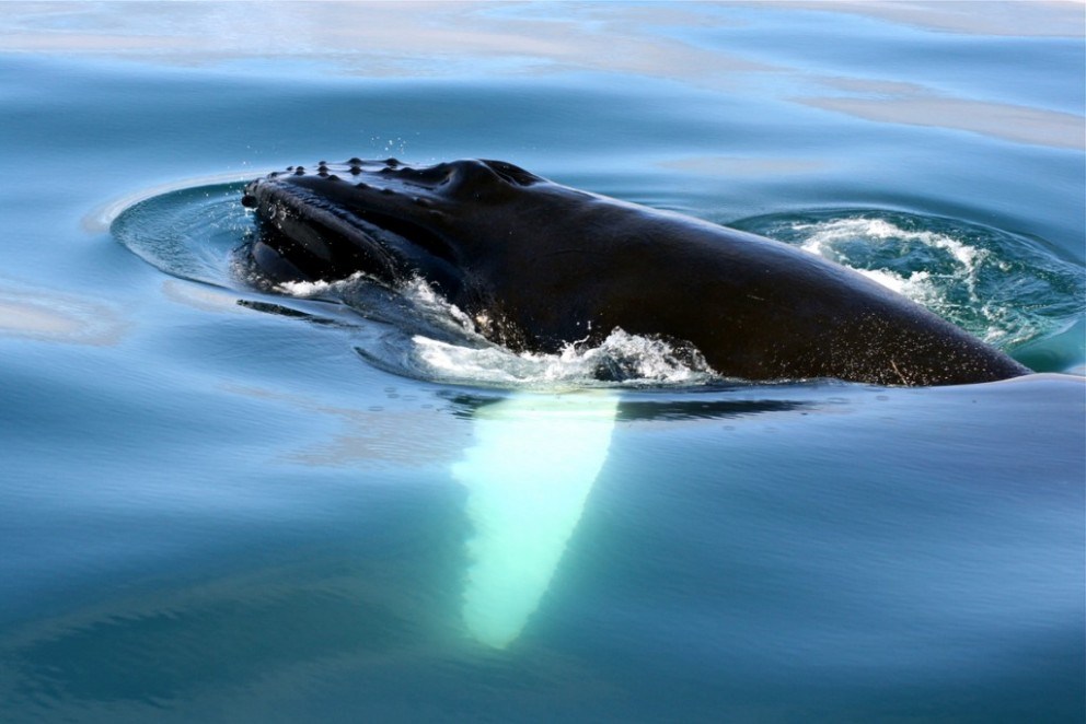 excursions d'observation des baleines en Islande