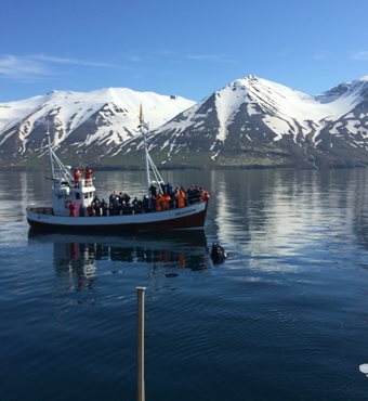 Arctic Whale Watching