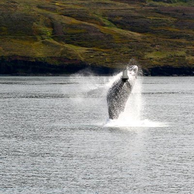whales in iceland tour