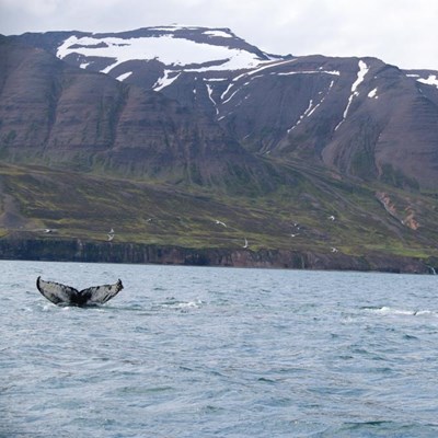 Whale Watching tour in North Iceland