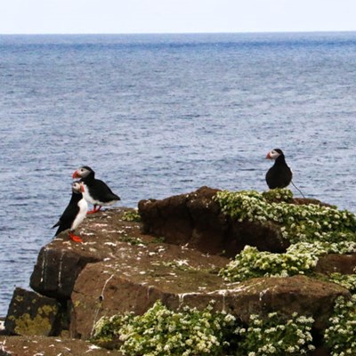 Three puffins on a tour in North Iceland