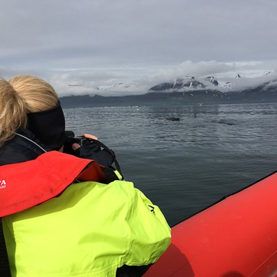 rhib boat whale watching tour