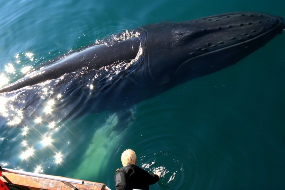 get real close on the whale watching tour