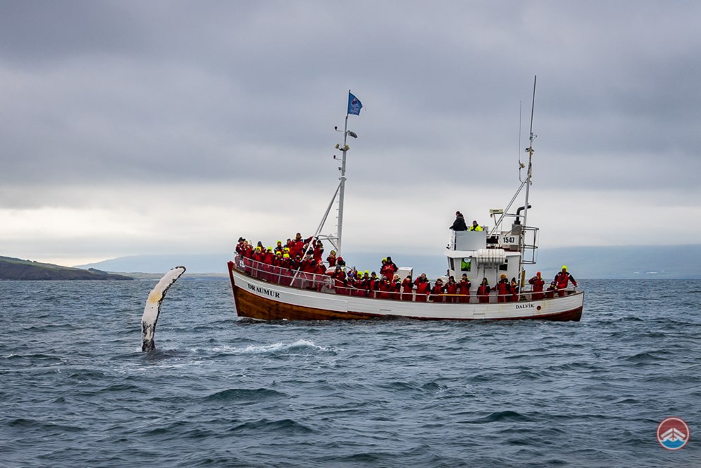 Whale watching from Dalvik North Iceland