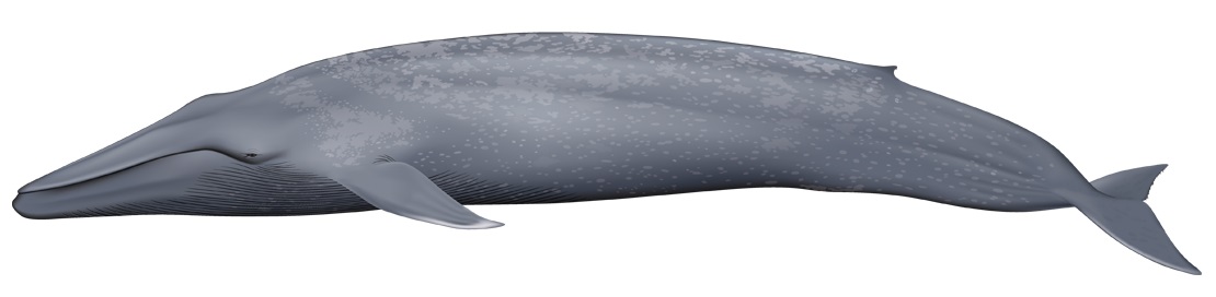 Blue whale balaenoptera musculus