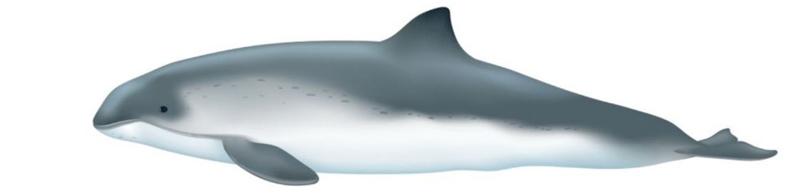 The white sided dolphin