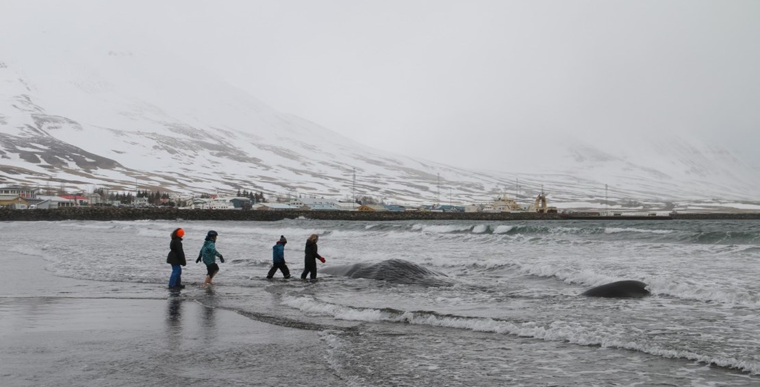 Sperm whale washes up very close to Dalvik