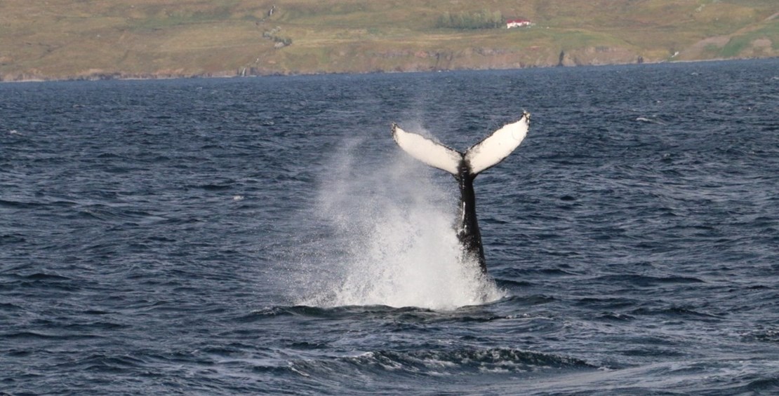 Amazing whale watching 2015