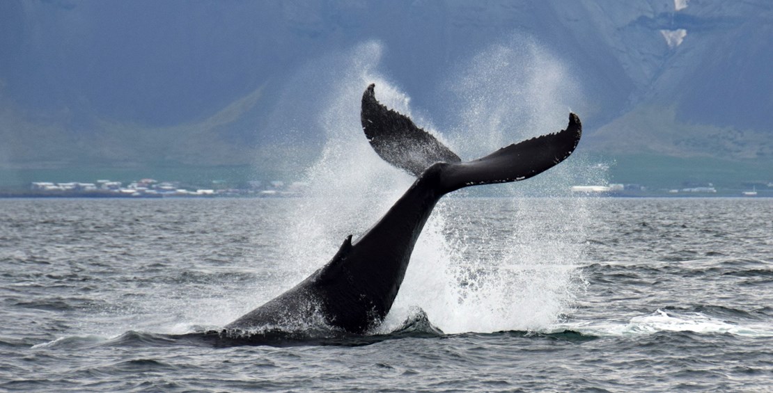Still amazing tours, seeing humpback whales in all tours in sept