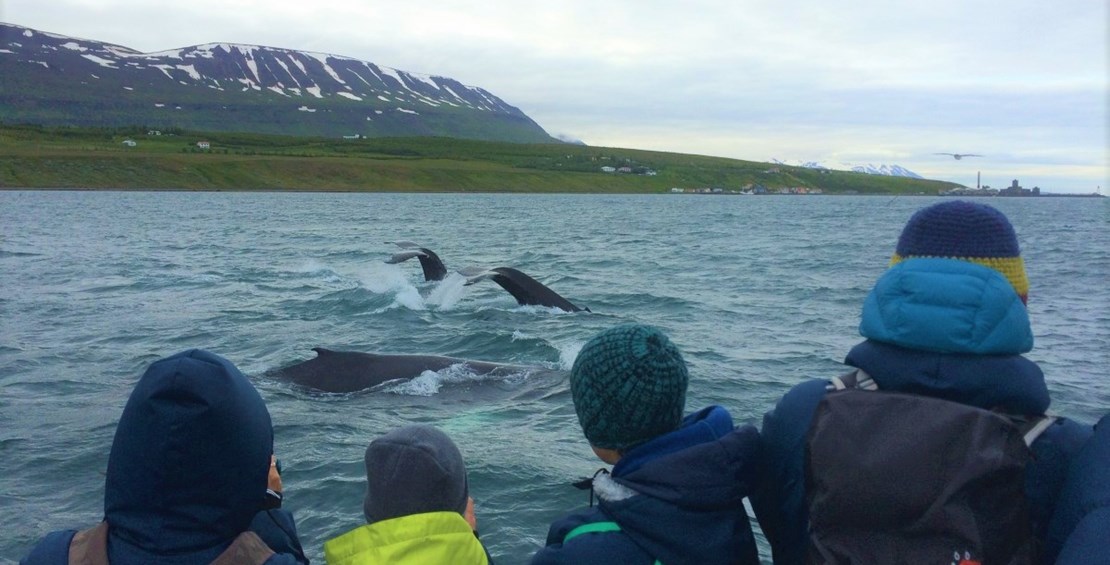 At least three humpback whales in all tours