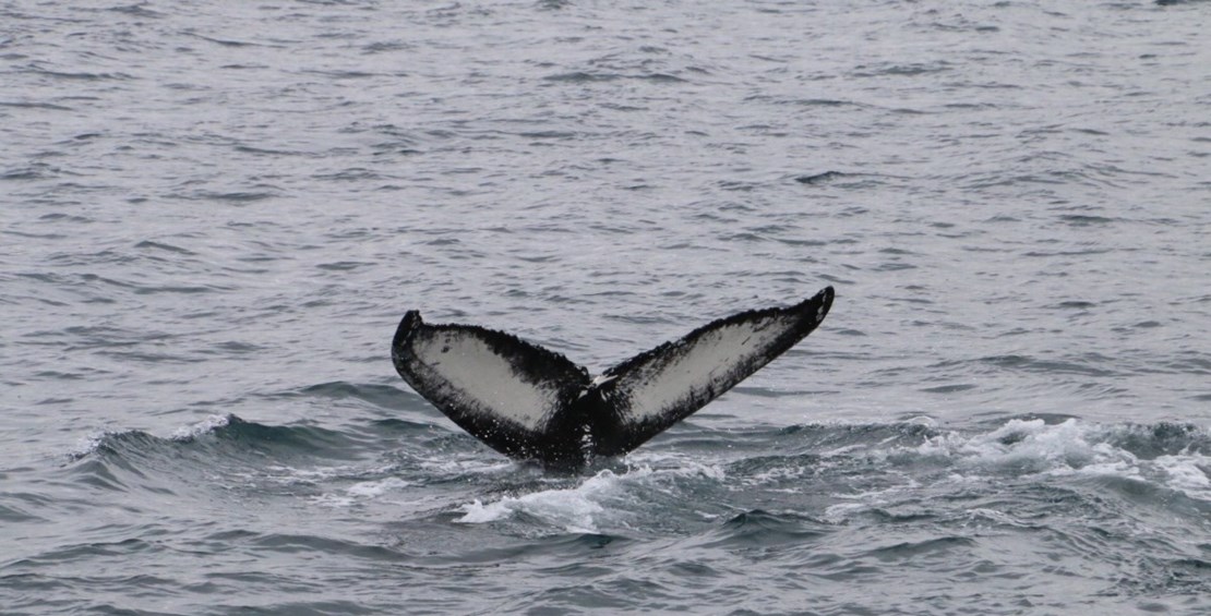 Great whale watching tours in June