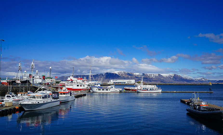 reykjavik whale watching