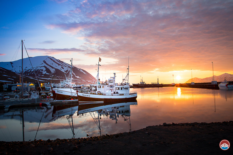 dalvik whale watching