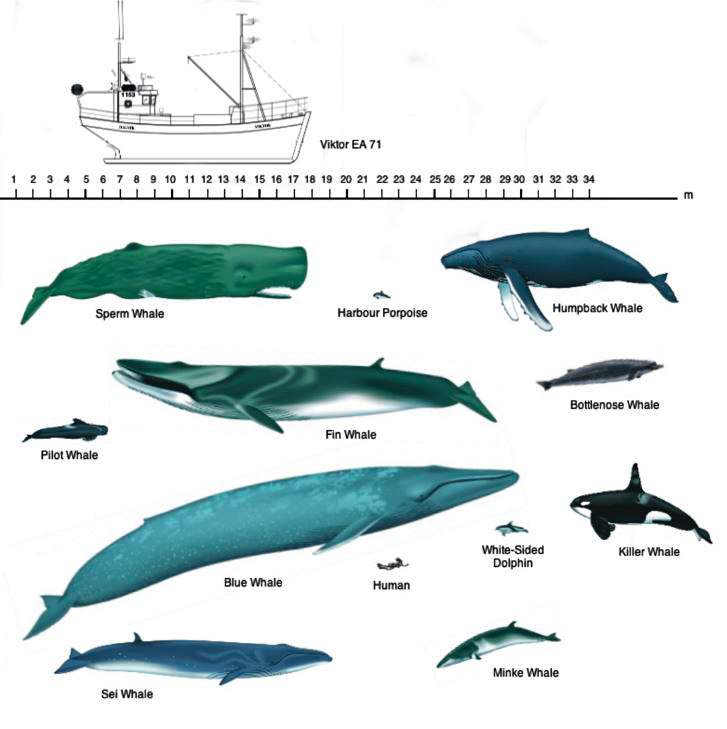 Whale Species Chart