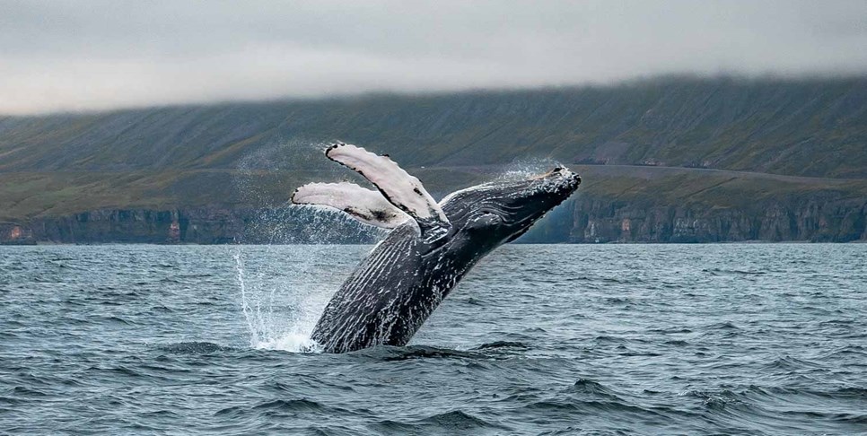 Whale Watching in Dalvik