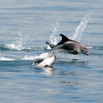 Ein Schwarm Delfine, gesehen auf einer Walbeobachtungstour