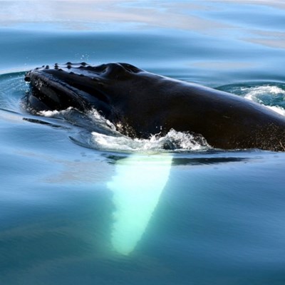 excursions d'observation des baleines en Islande