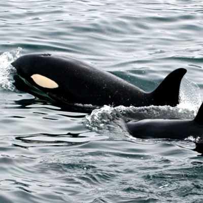 deux orques qui nagent lors d'une excursion d'observation des baleines