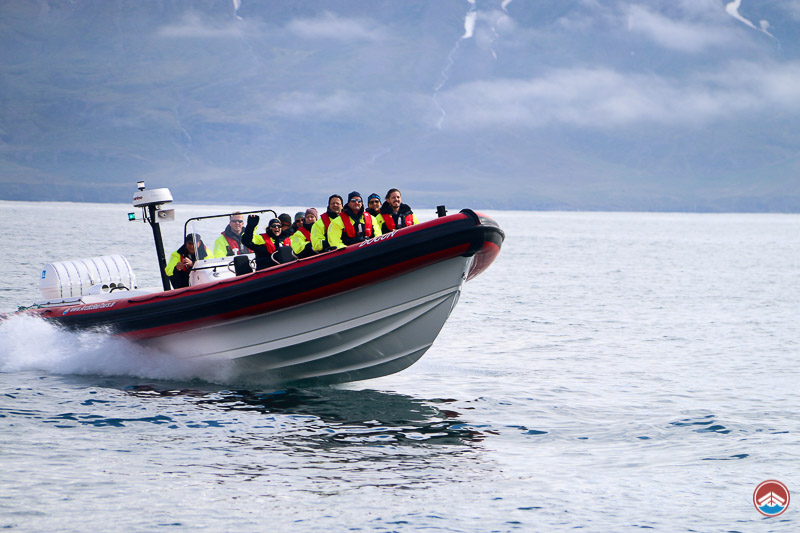 Whale Watching Speedboat Tour | North Iceland Tours | Arctic Sea Tours