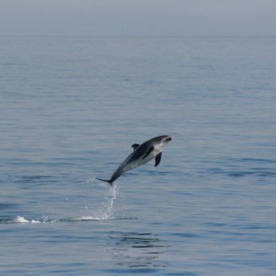 springender delfin auf einer walbeobachtungstour
