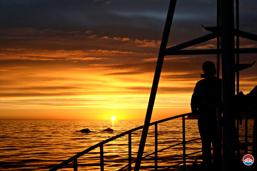 coucher de soleil observation des baleines