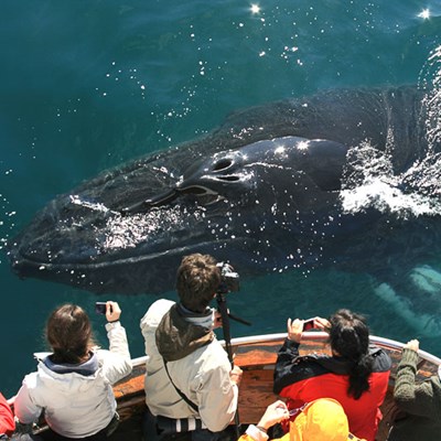 une baleine à bosse de très près en islande