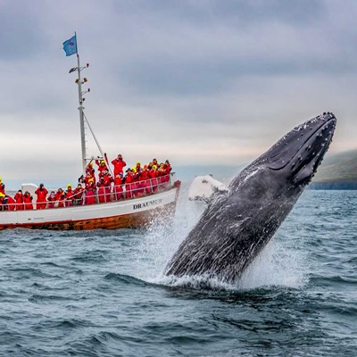 Breaching whale in August 2018
