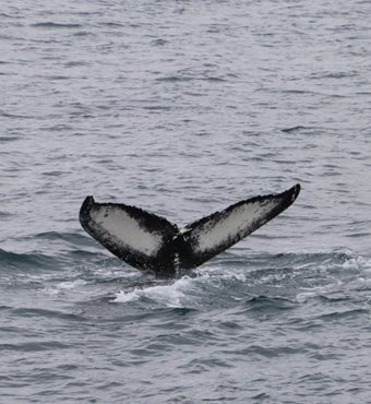 Arctic Whale Watching