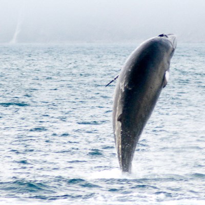 dalvik observation des baleines