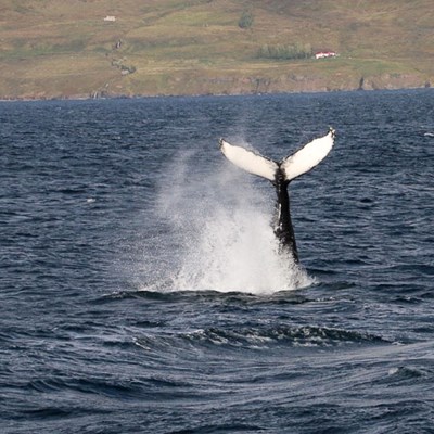 observation des baleines en islande