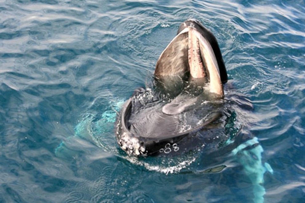 Humpback whale with open mouth 