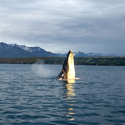 Whale spouting water for watchers on a Whale Watching tour