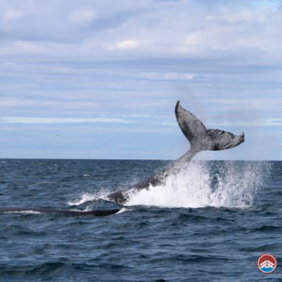 Whale splashing in the Icelandic Ocean