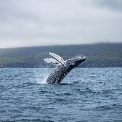 Breaching whale on our tour August 2018
