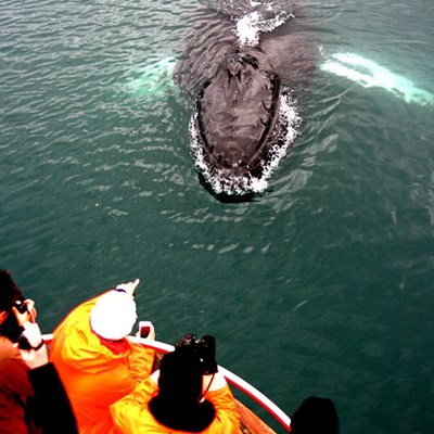 up close whale watching