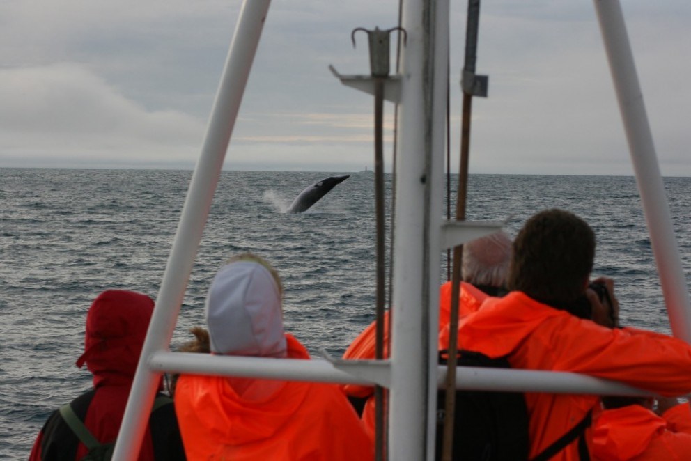 whale watching boat tour in dalvik
