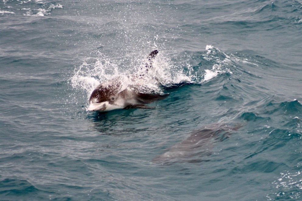 Dolphins swimming in the ocean seen on a tour
