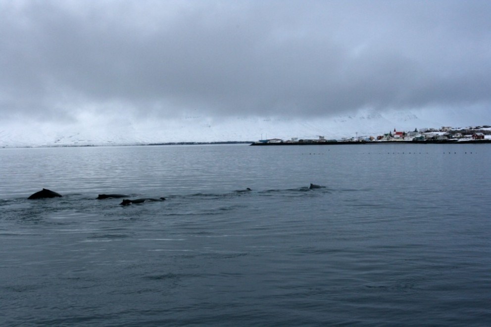 whales on dalvik whale watching tour