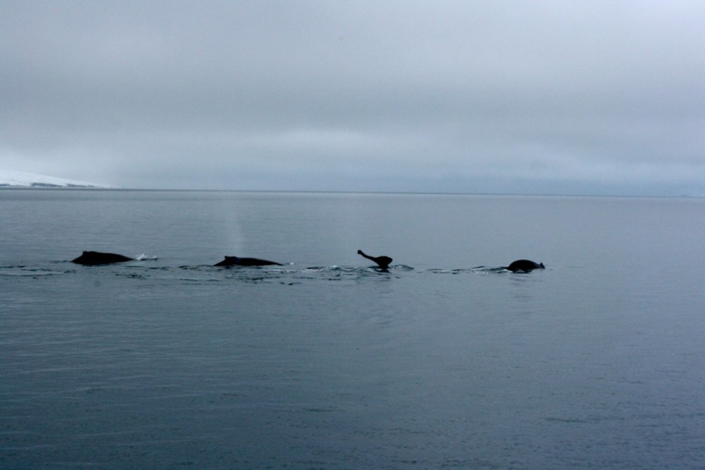 plenty of whales in iceland