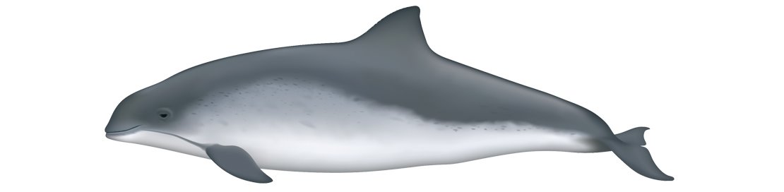 Harbor porpoise - Phocoena phocoena