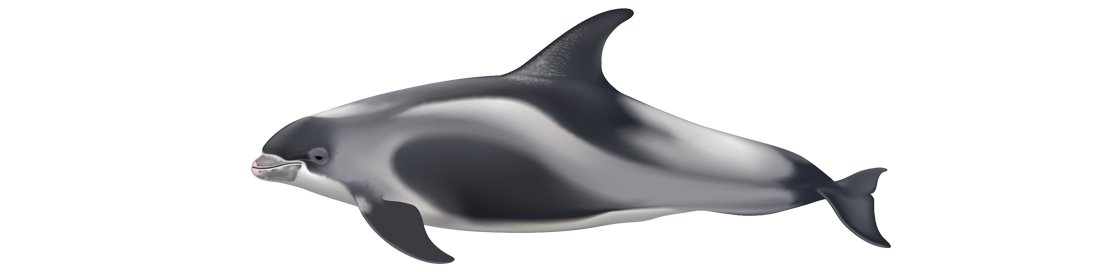 Dolphin lagenorhynchus albirostris