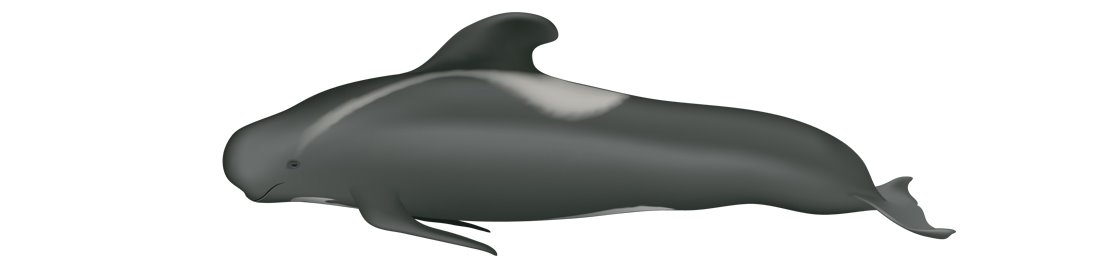 Pilot whale globicephala melas
