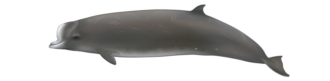 Bottlenose whale hyperoodon ampullatus