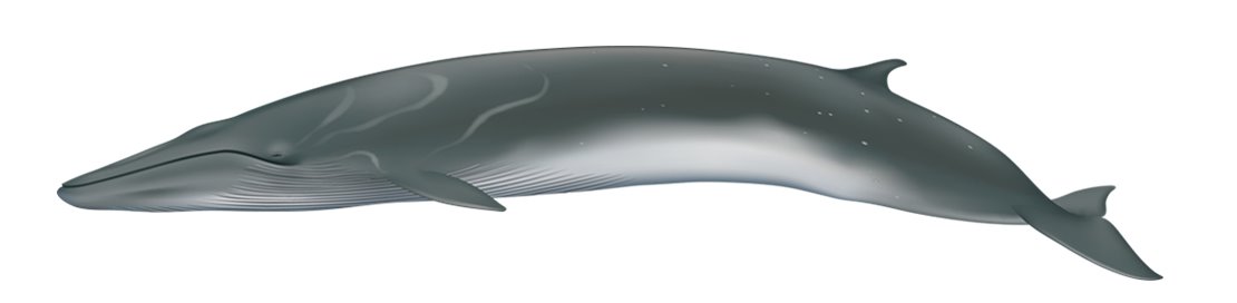 Sei whale balaenoptera borealis
