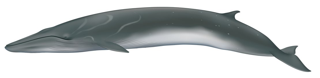 Fin whale balaenoptera physalus
