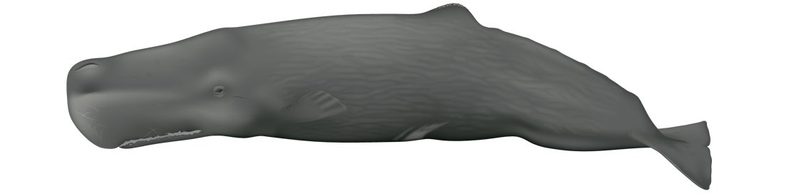 Sperm whale physet macrocephalus