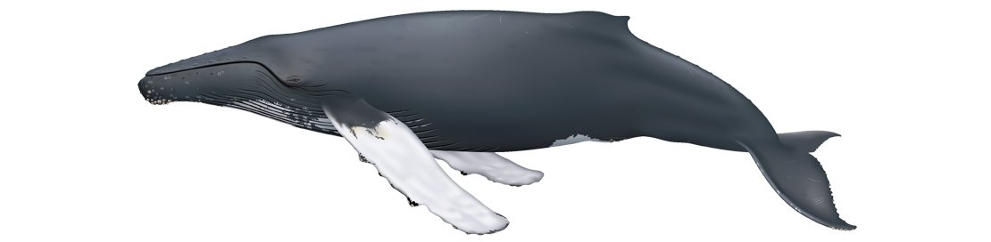 Humpback whale megaptera novaengliae