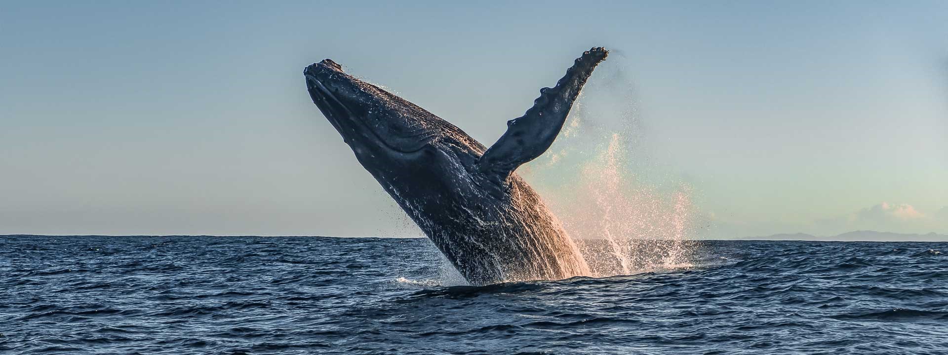 Une baleine, aussi appelée whale dans l'écosystème des cryptomonnaies et de Bitcoin