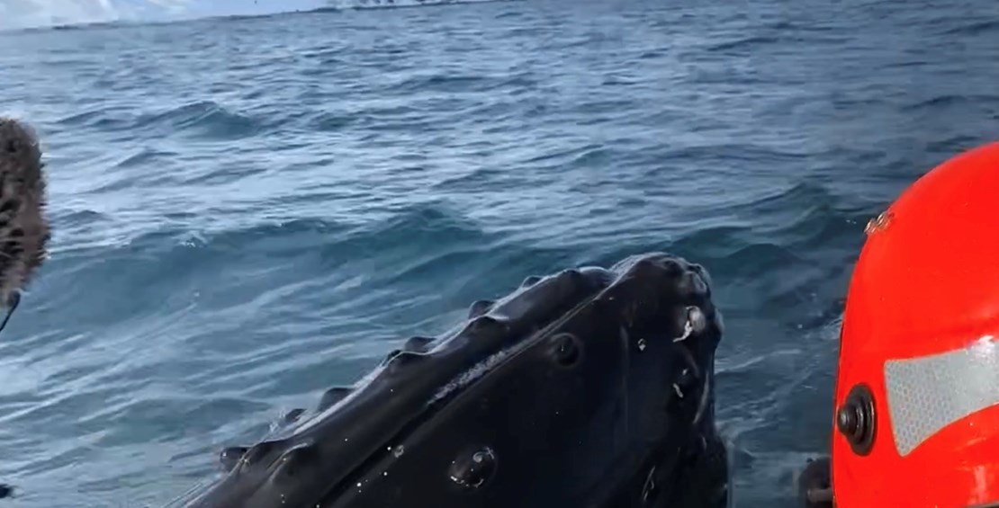 People saving a whale from drowning